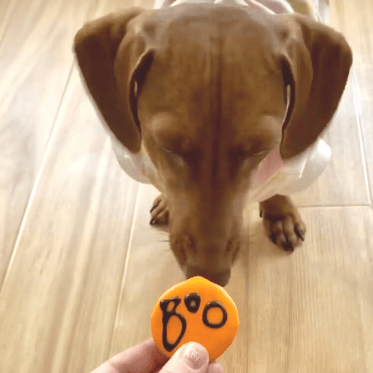 halloween dog themed cookies, let's pawty