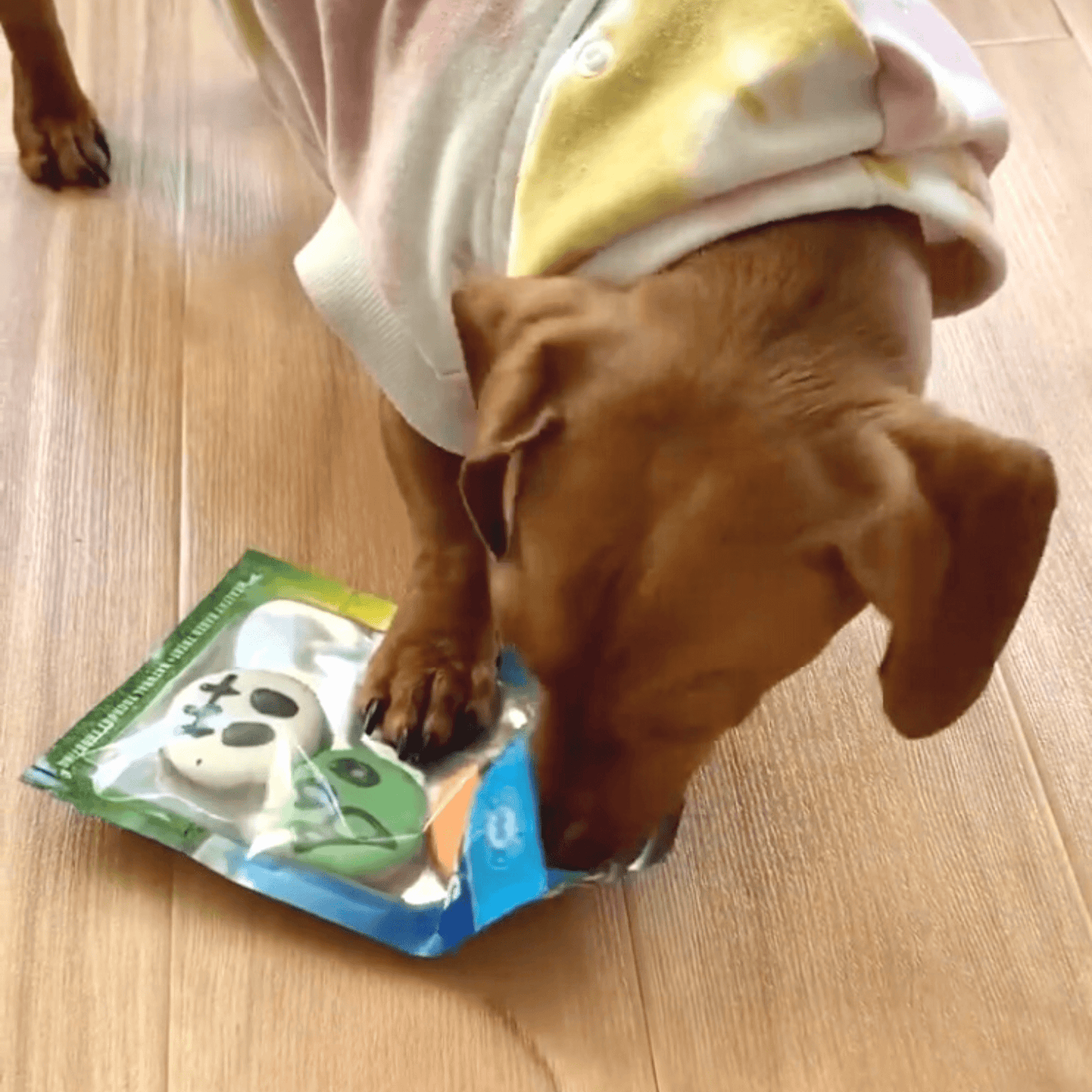 halloween dog themed cookies, let's pawty