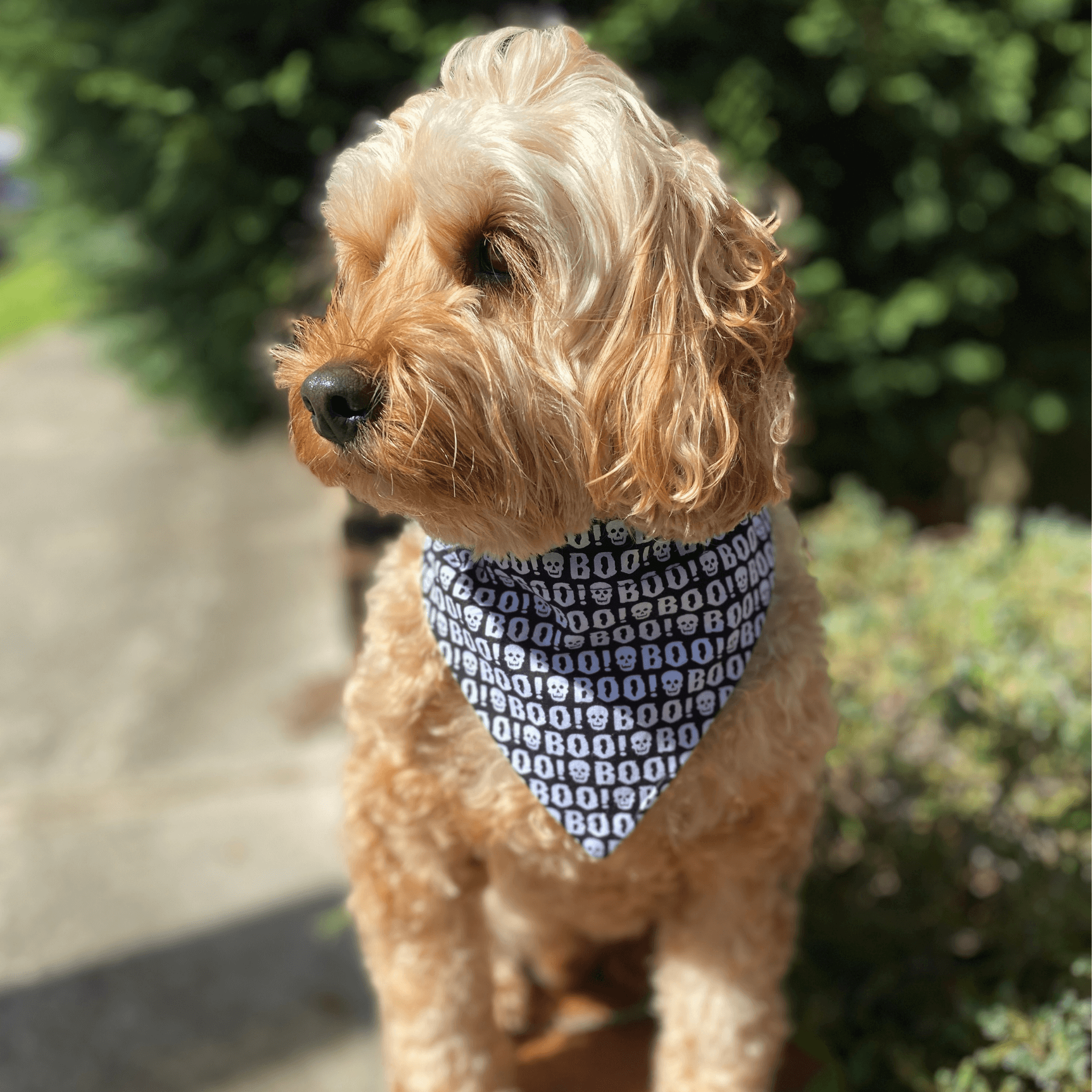 halloween themed, dog reversible bandana, handmade, let's pawty