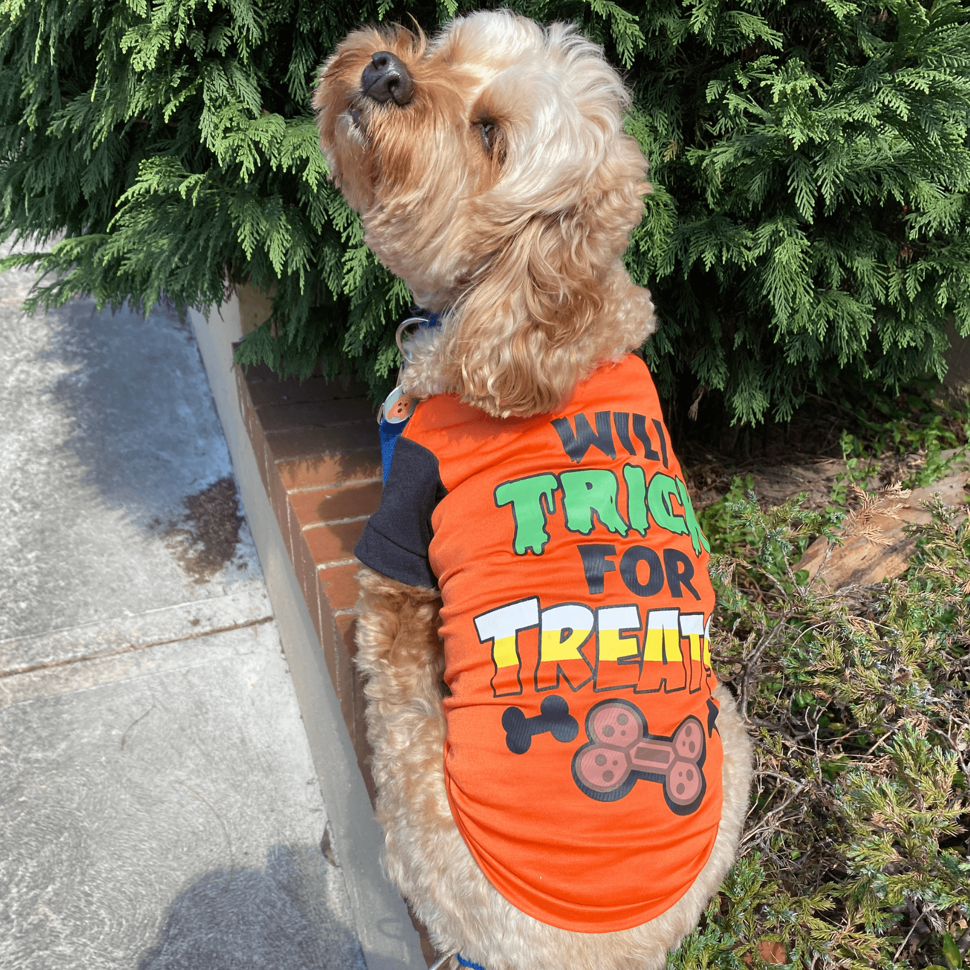 Halloween themed dog t-shirt, dog clothing