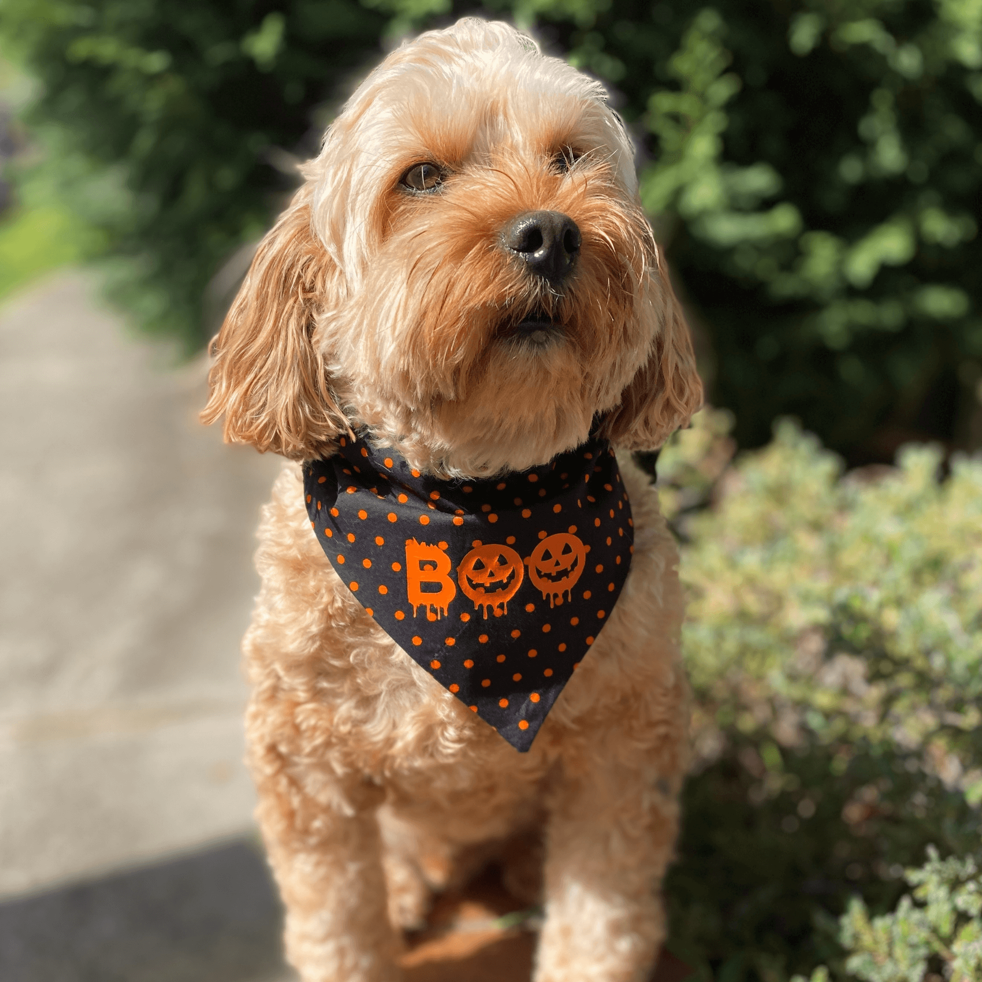 Reversible dog bandana Halloween inspired let's pawty Sydney