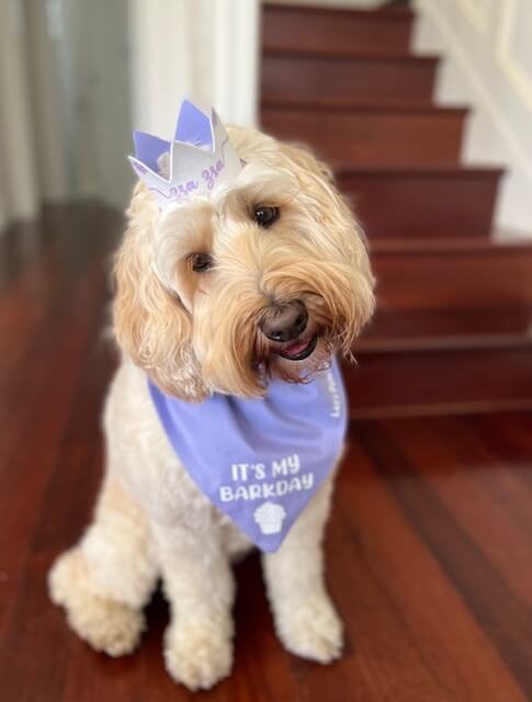 It's My barkday reversible dog bandana, glitter hat dog crown, handmade let's pawty