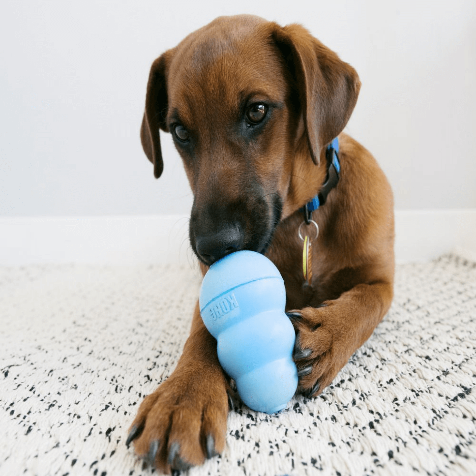 Kong medium puppy deals toy