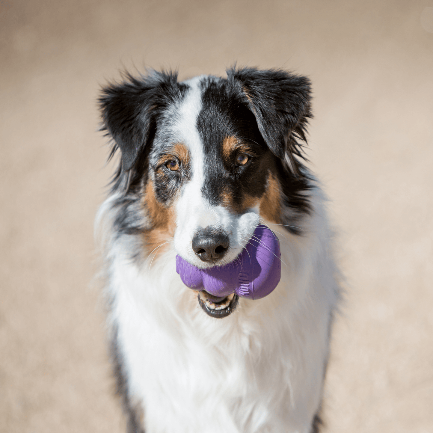 KONG interactive dog toy for your farbaby Let's Pawty