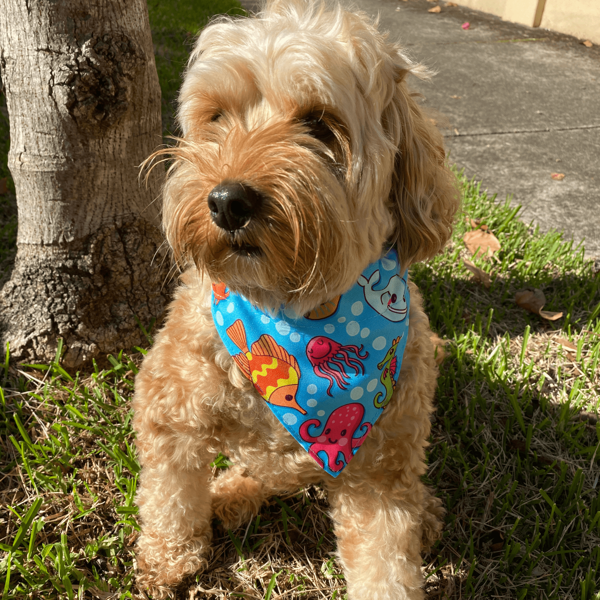 Reversible dog bandana, fashion accessory, blue ocean Max and Molly, Let's Pawty 