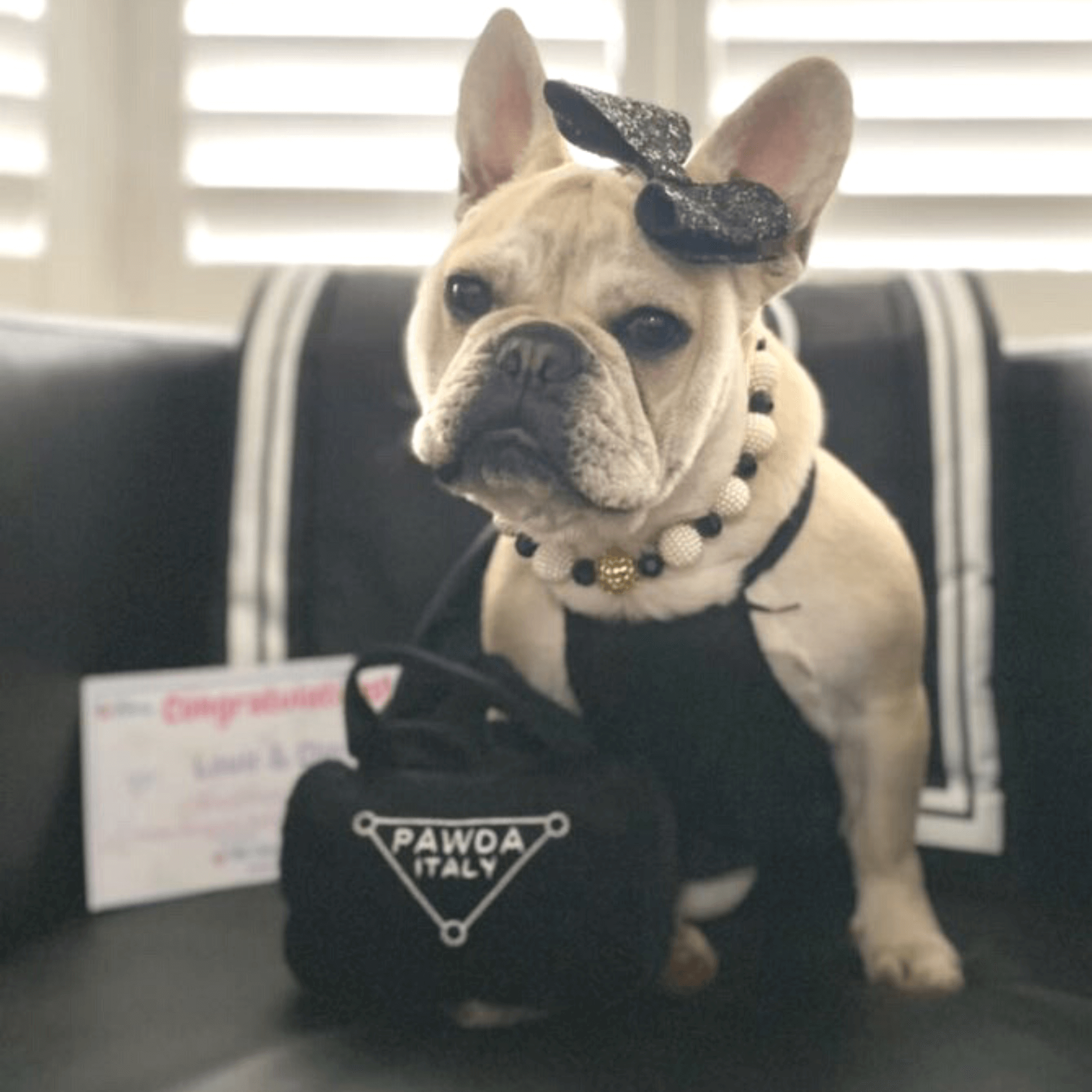 Designer Dog Toys, Shop Online, Let's Pawty