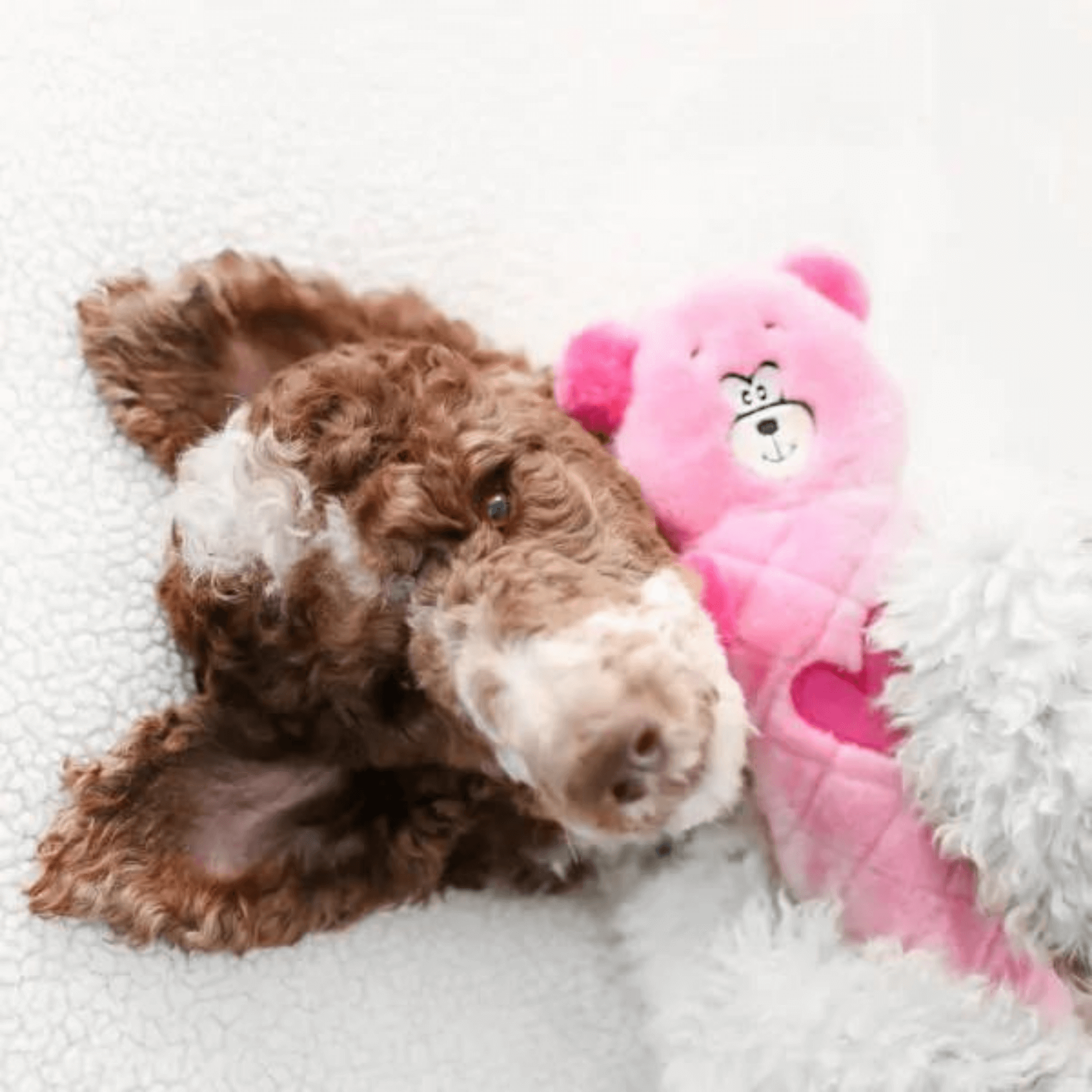 Pink bear jigglerz dog toy, Valentine's Day, let's pawty