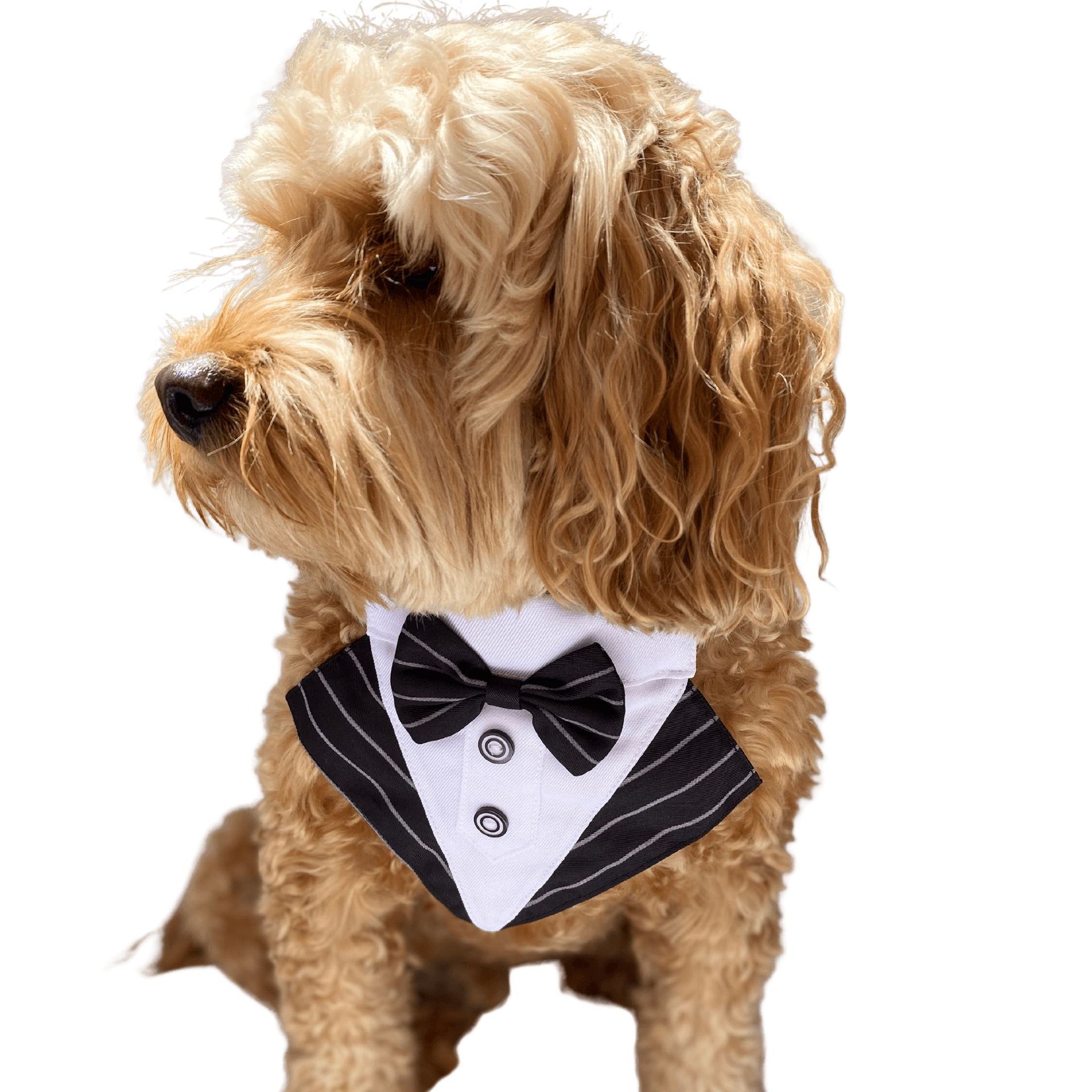 Pinstripe dog bandana fashion accessory furbaby Australia