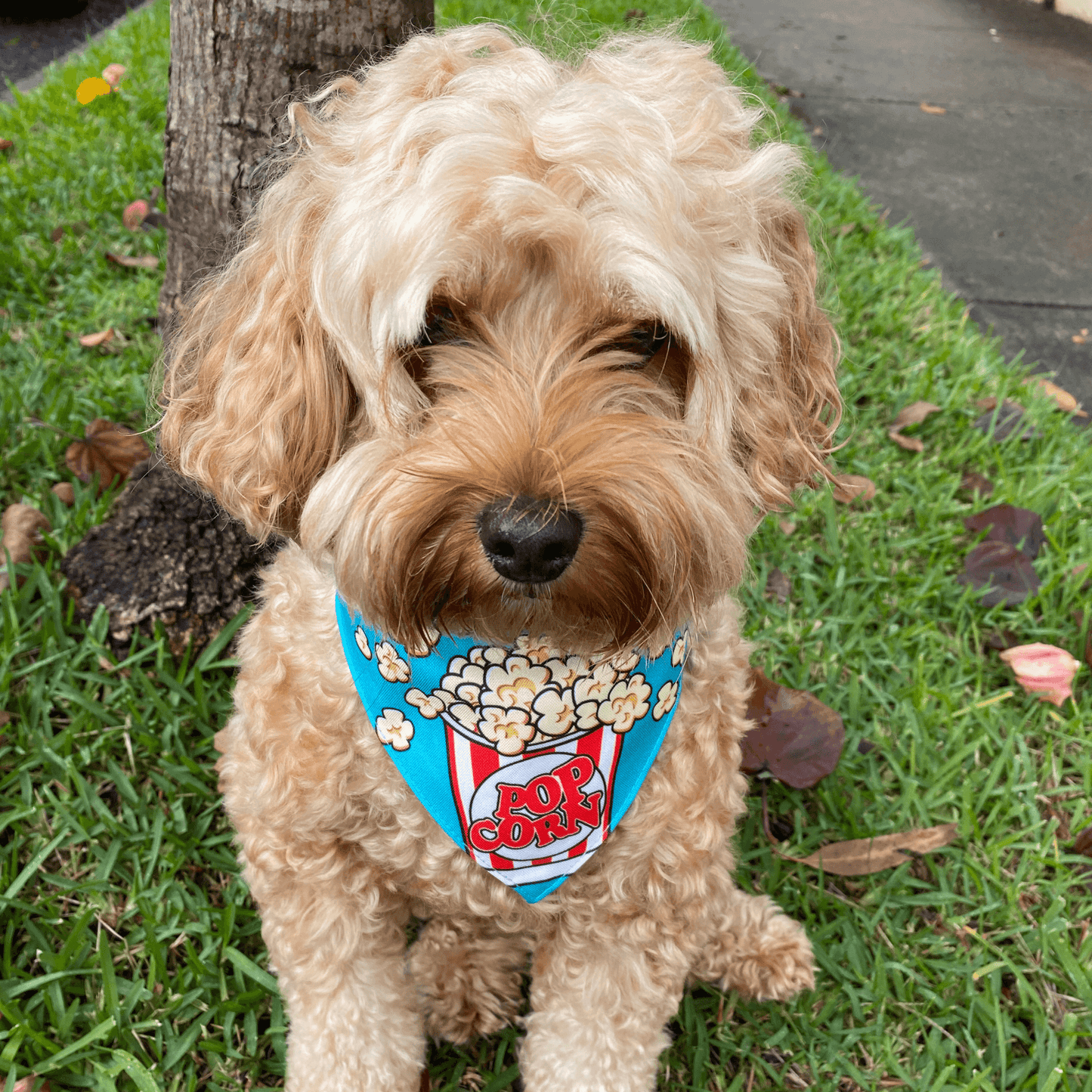 Reversible Popcorn themed dog bandana, Let's Pawty for the trendy pet. Australia wide!