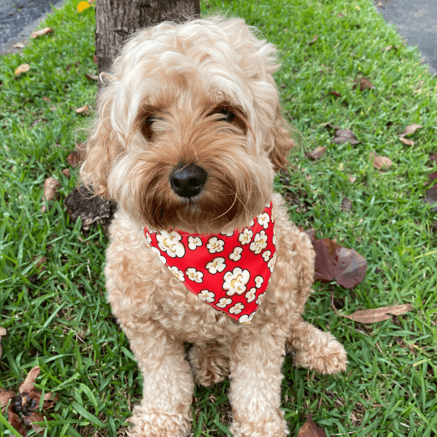 Reversible Popcorn themed dog bandana, Let's Pawty for the trendy pet. Australia wide!