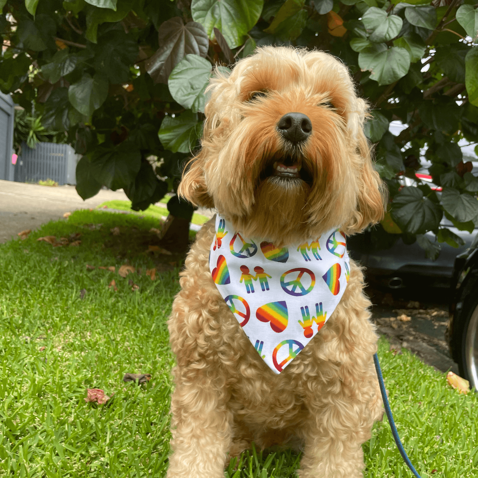 Mardi gras, pride let's pawty, reversible dog bandana