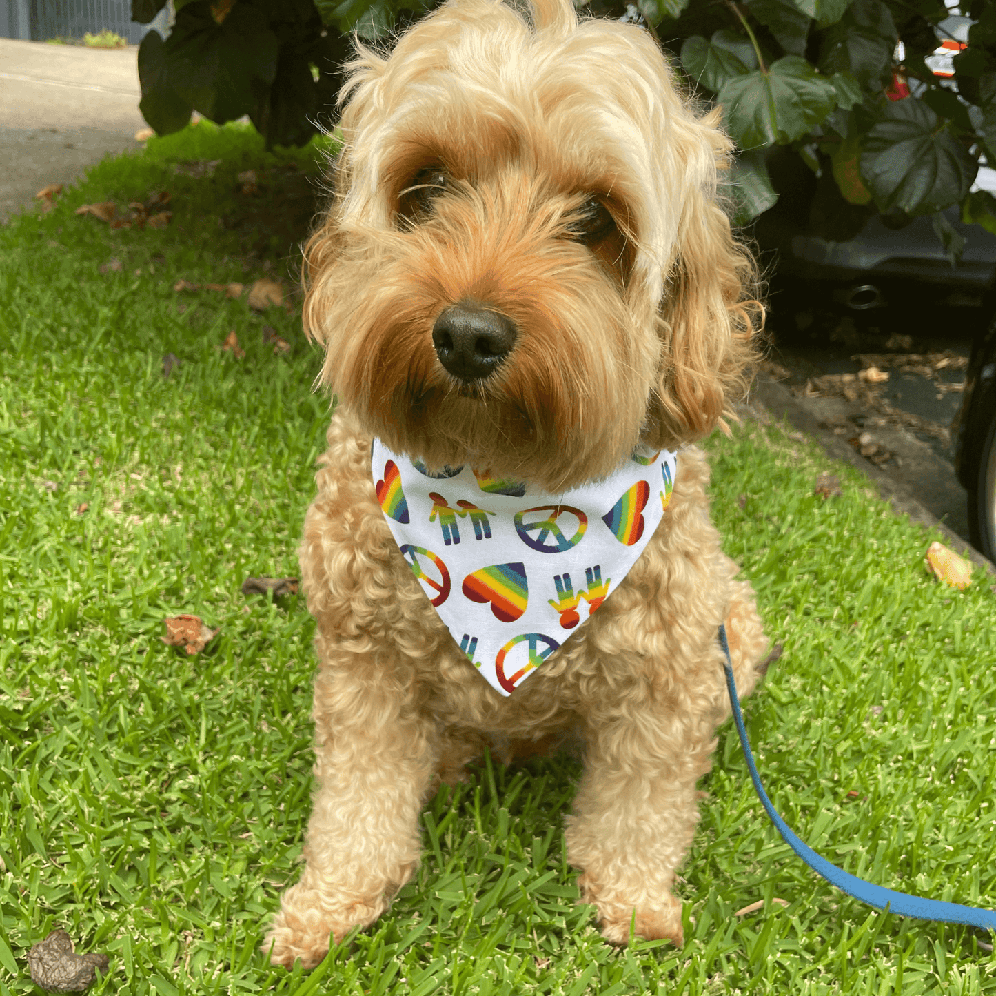 Mardi gras, pride let's pawty, reversible dog bandana