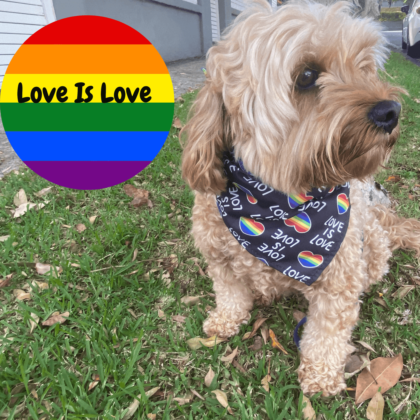 Black love is love dog bandana, tie up Mardi Gras, or Pride
