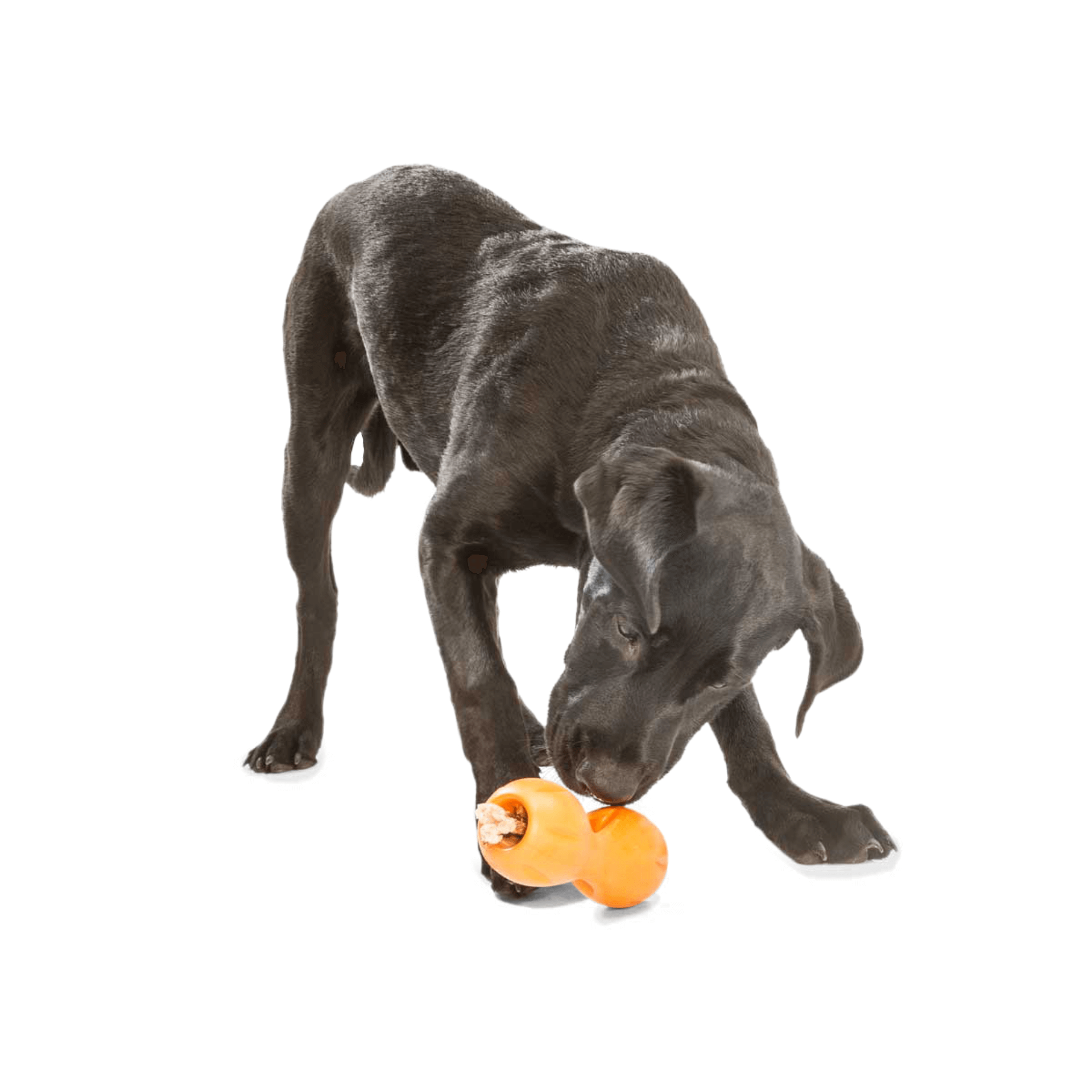 Dog puzzle treat dispensing toy, let's pawty