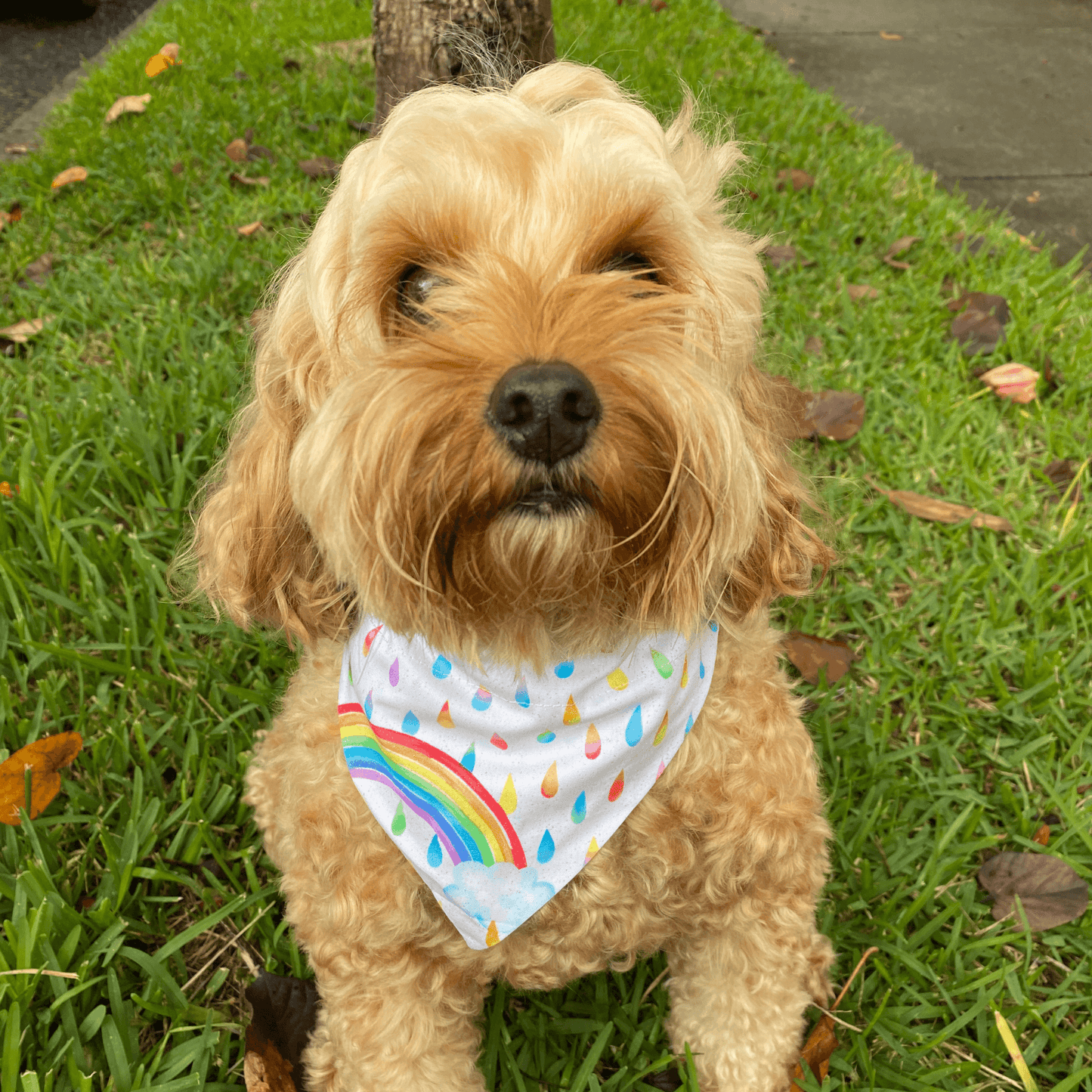 Reversible rainbow dog bandana, furbaby fashion, let's pawty