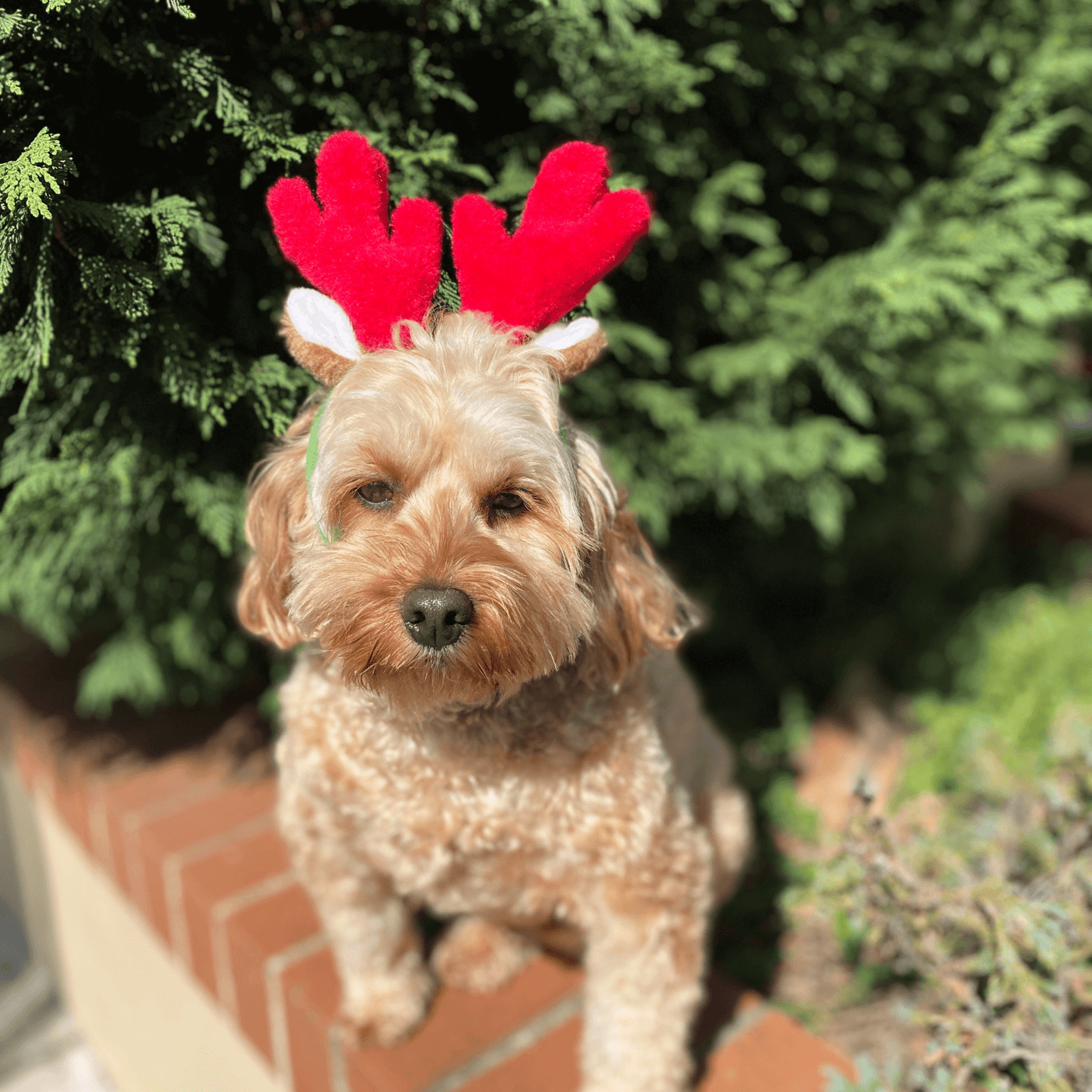 Holiday reindeer antlers, christmas dog clothes