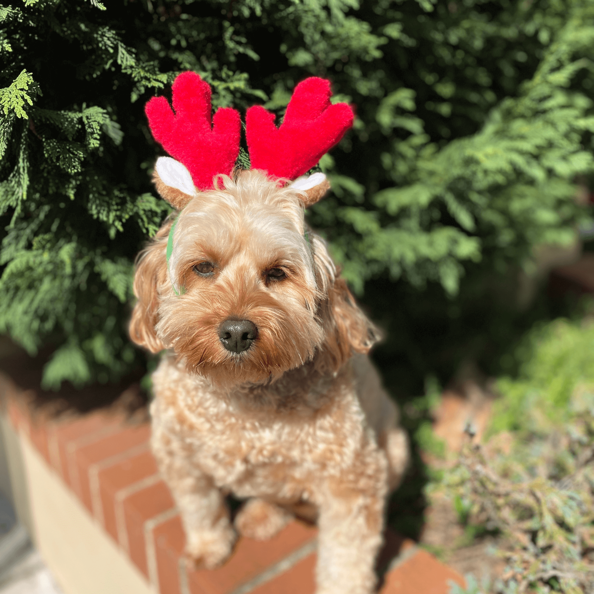 Rudolph ears best sale for dogs