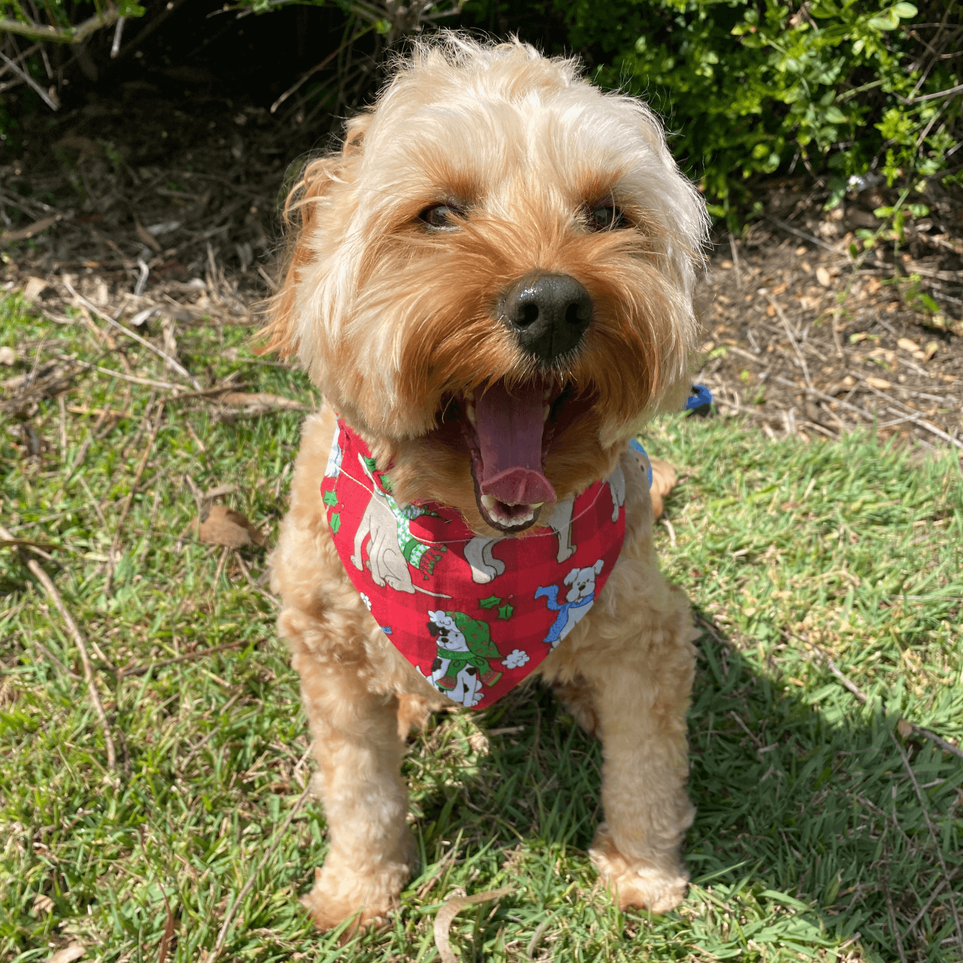 reversible christmas puppy green and snowflake dog bandana Let's Pawty