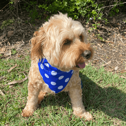Blue Dot Reversible dog bandana, let's pawty 