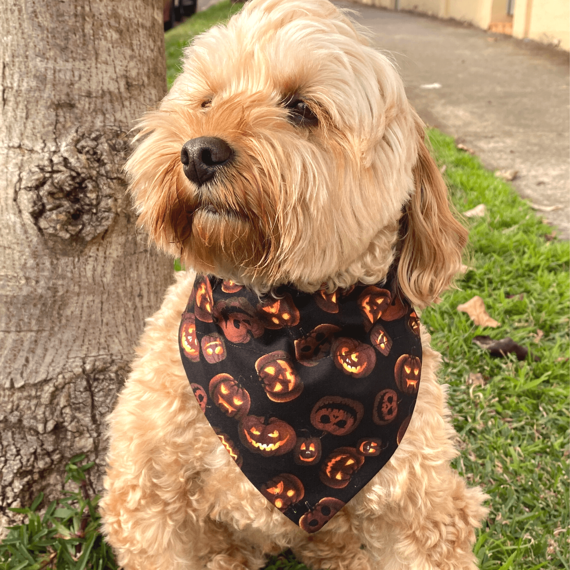 Jack-O-Lantern Reversible Dog Bandana