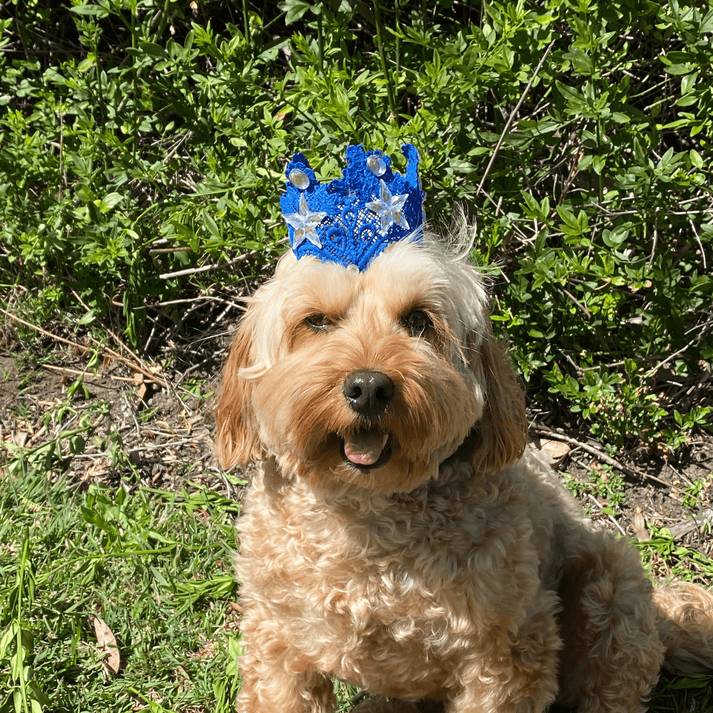Handamde lace crown dog fashion, let's pawty, royal blue with stones