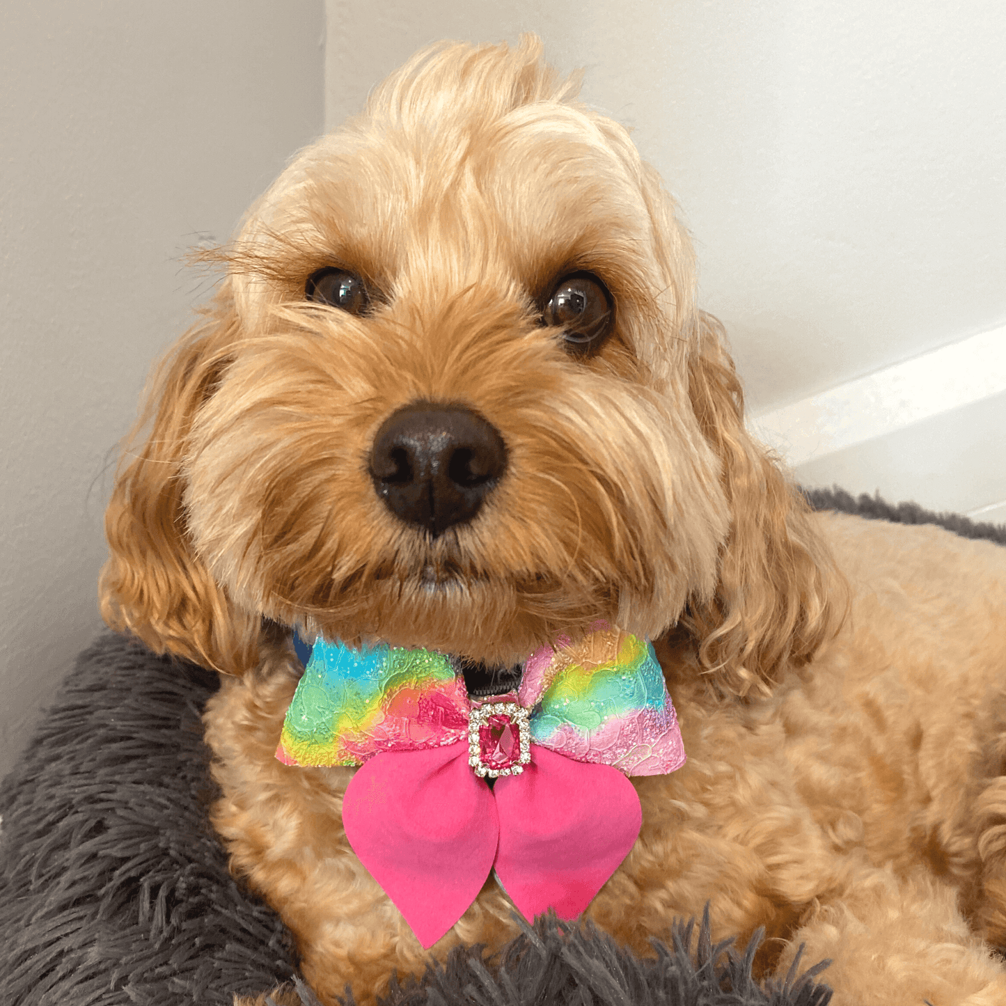 dog fashion accessory, sailor bow bright pink Let's pawty