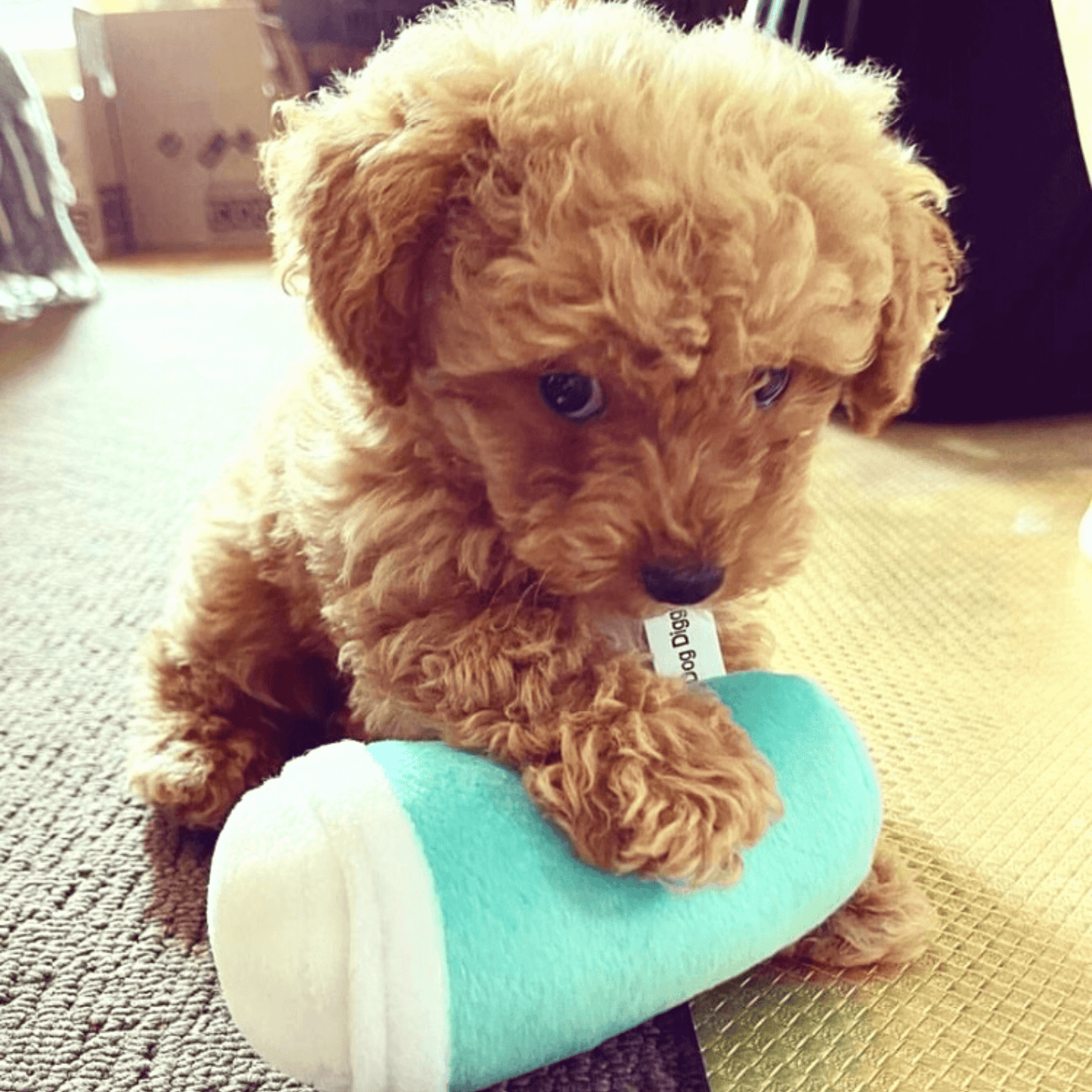 plush dog toy shaped like coffee cup, Sniffany