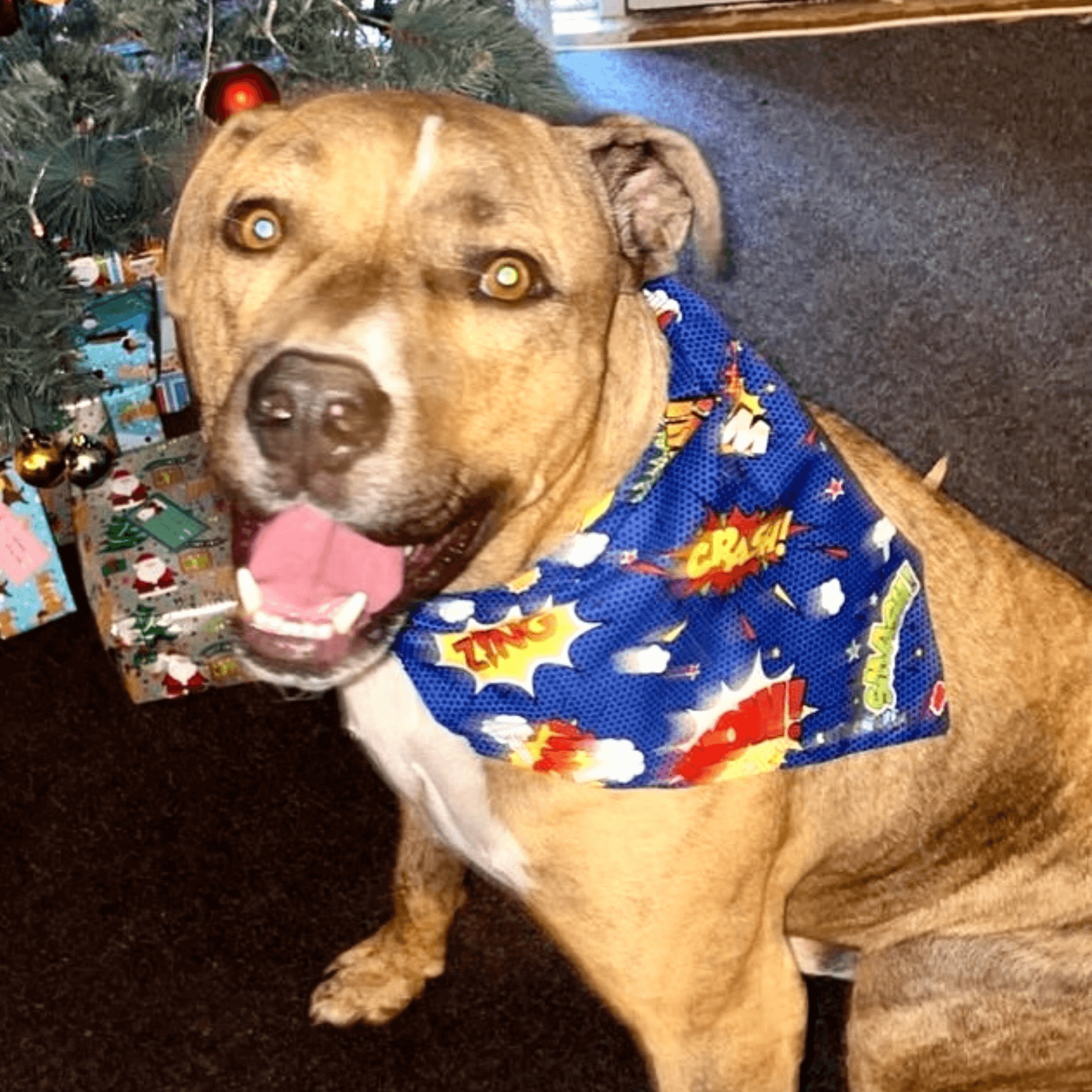 Reversible super Hero dog bandana, handmade let's Pawty 
