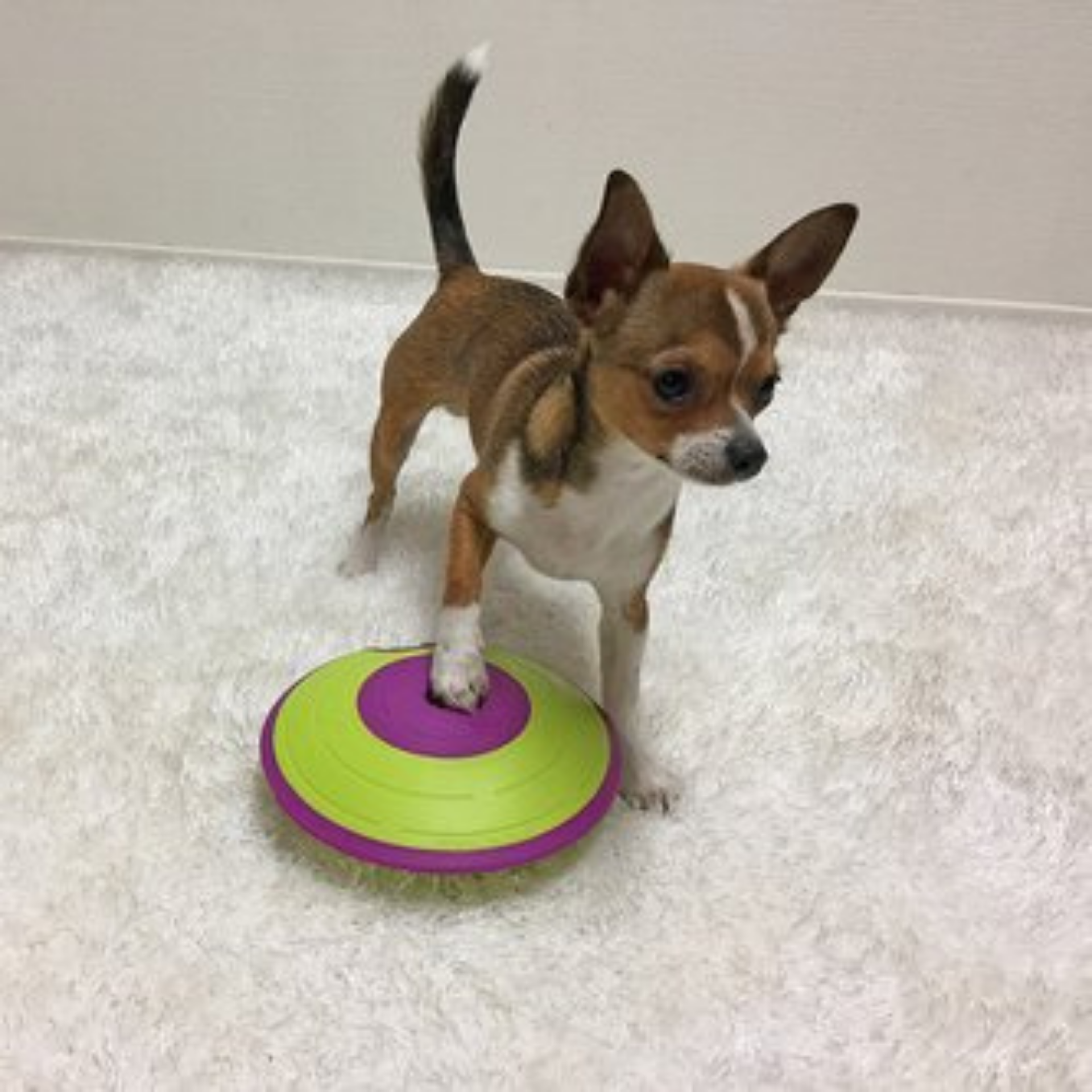 interactive dog toy for your fur babies Let's Pawty Sydney