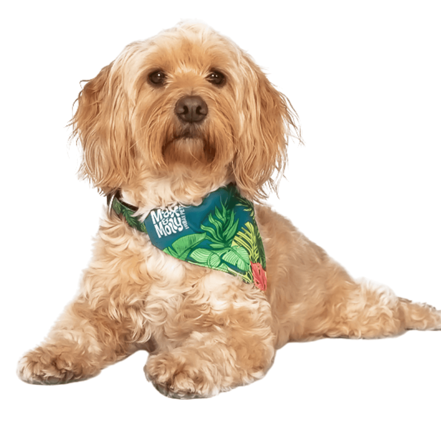 Reversible dog bandana, over the collar, fashion accessory