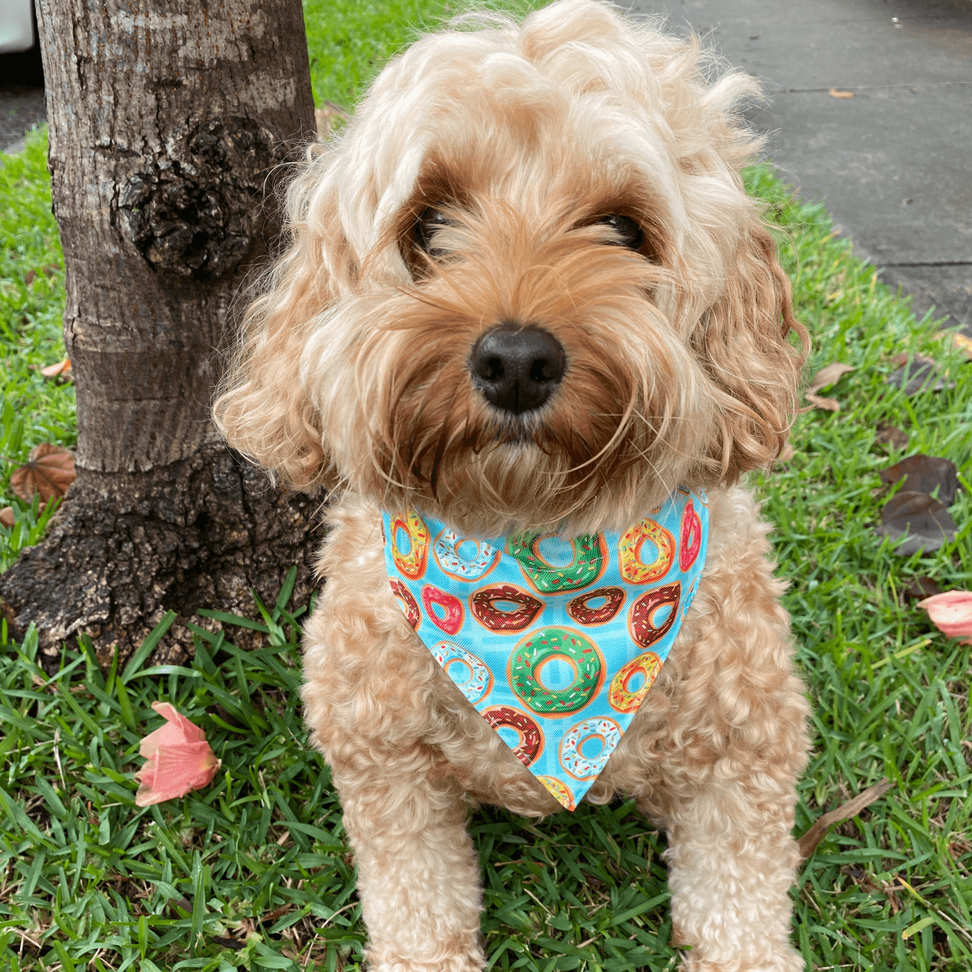 Reversible dog bandana, Donuts themed furbaby fashion, Australia