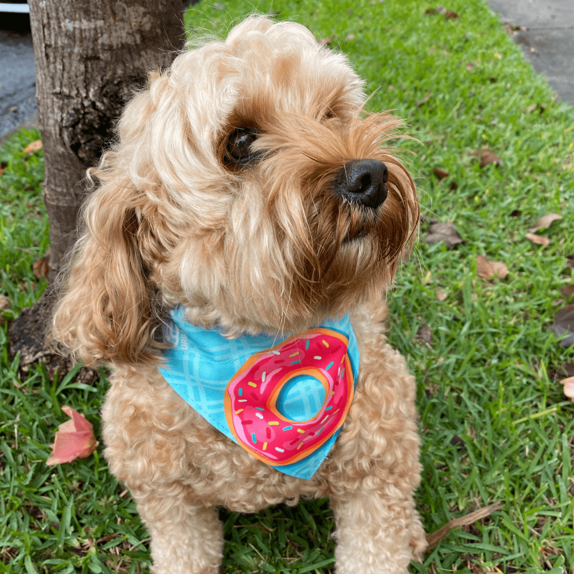 Reversible dog bandana, Donuts themed furbaby fashion, Australia