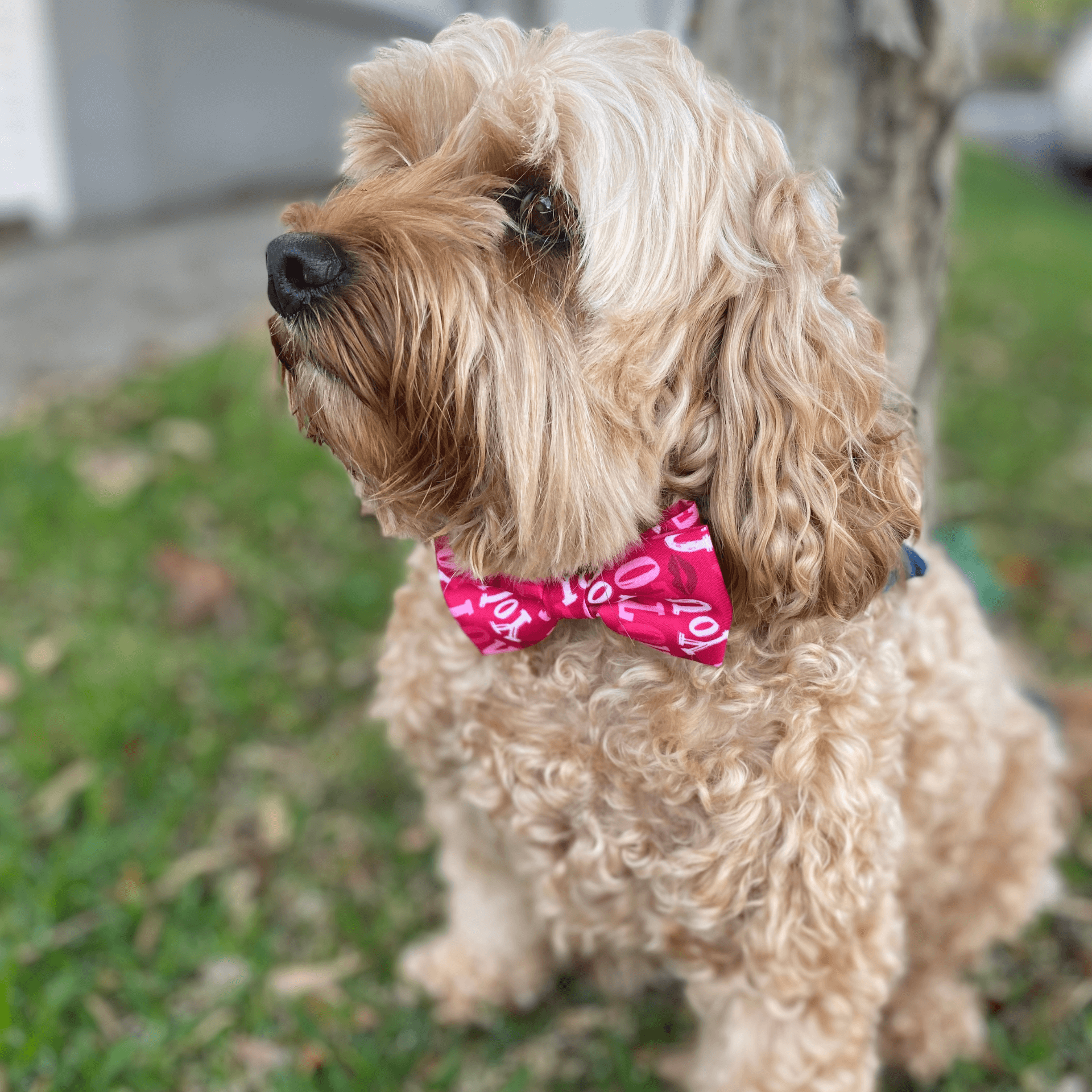 Love You Dog bow fashion accessory, let's pawty 