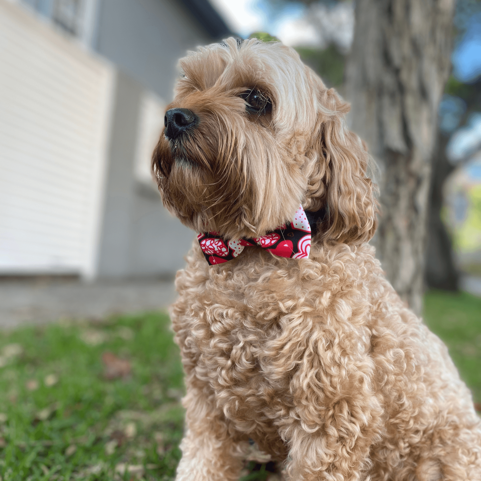 Valentine themed dog bow fashion accessory, black with red hearts 