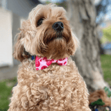 Valentine happy valentine dog bow fashion accessory, let's pawty 