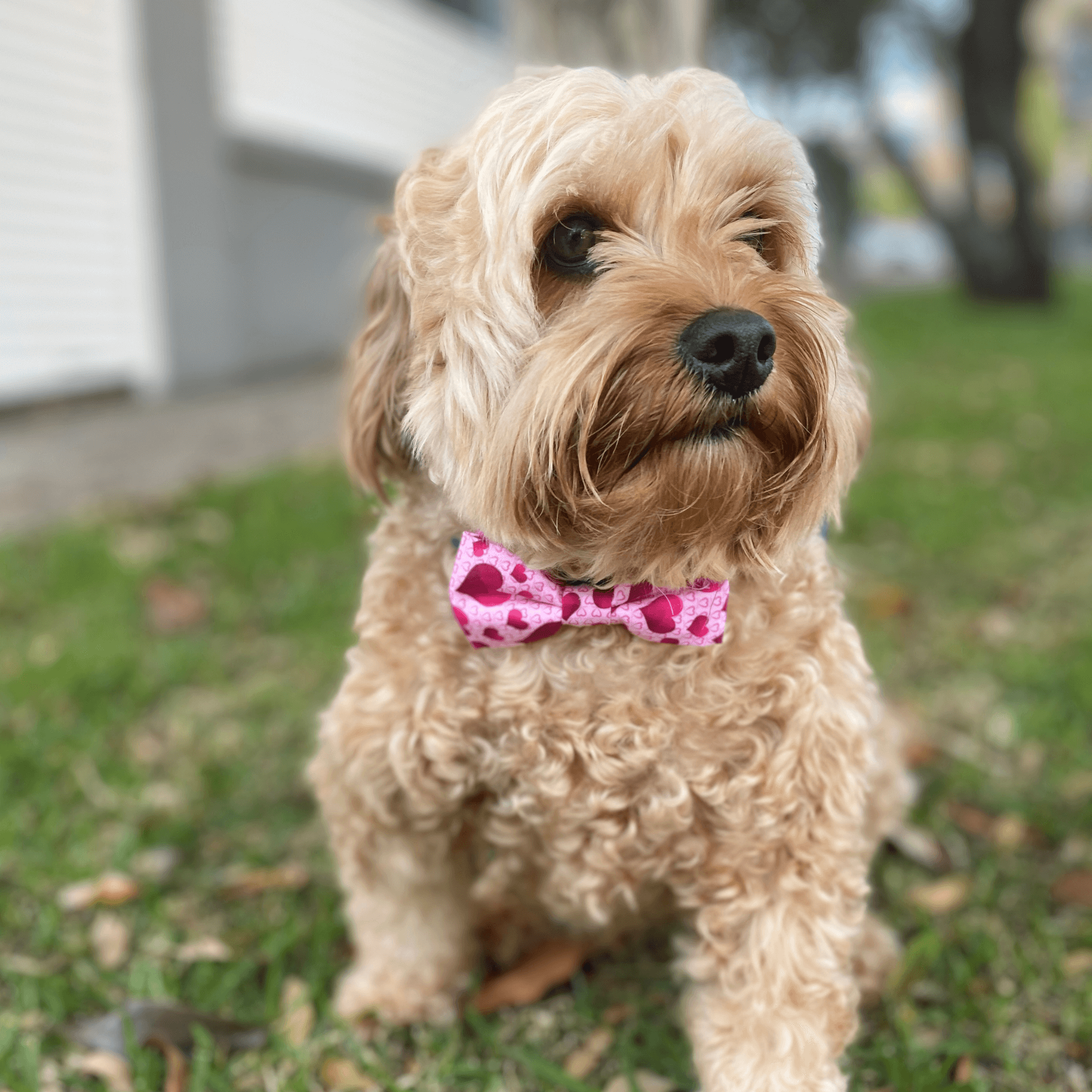 Dog bow with hearts fashion accessory, let's pawty 