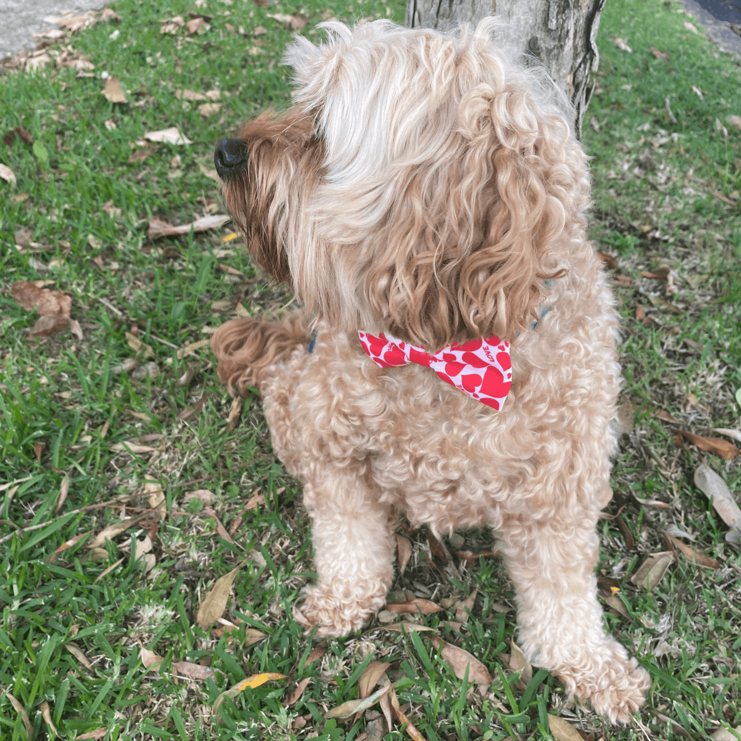 Valentine love dog bow fashion accessory red cream with red hearts, let's pawty