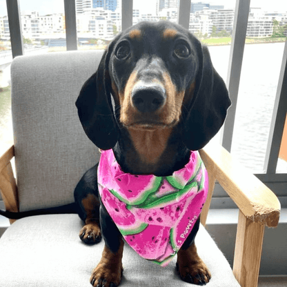 Reversible dog bandana, fashion accessory, let's pawty