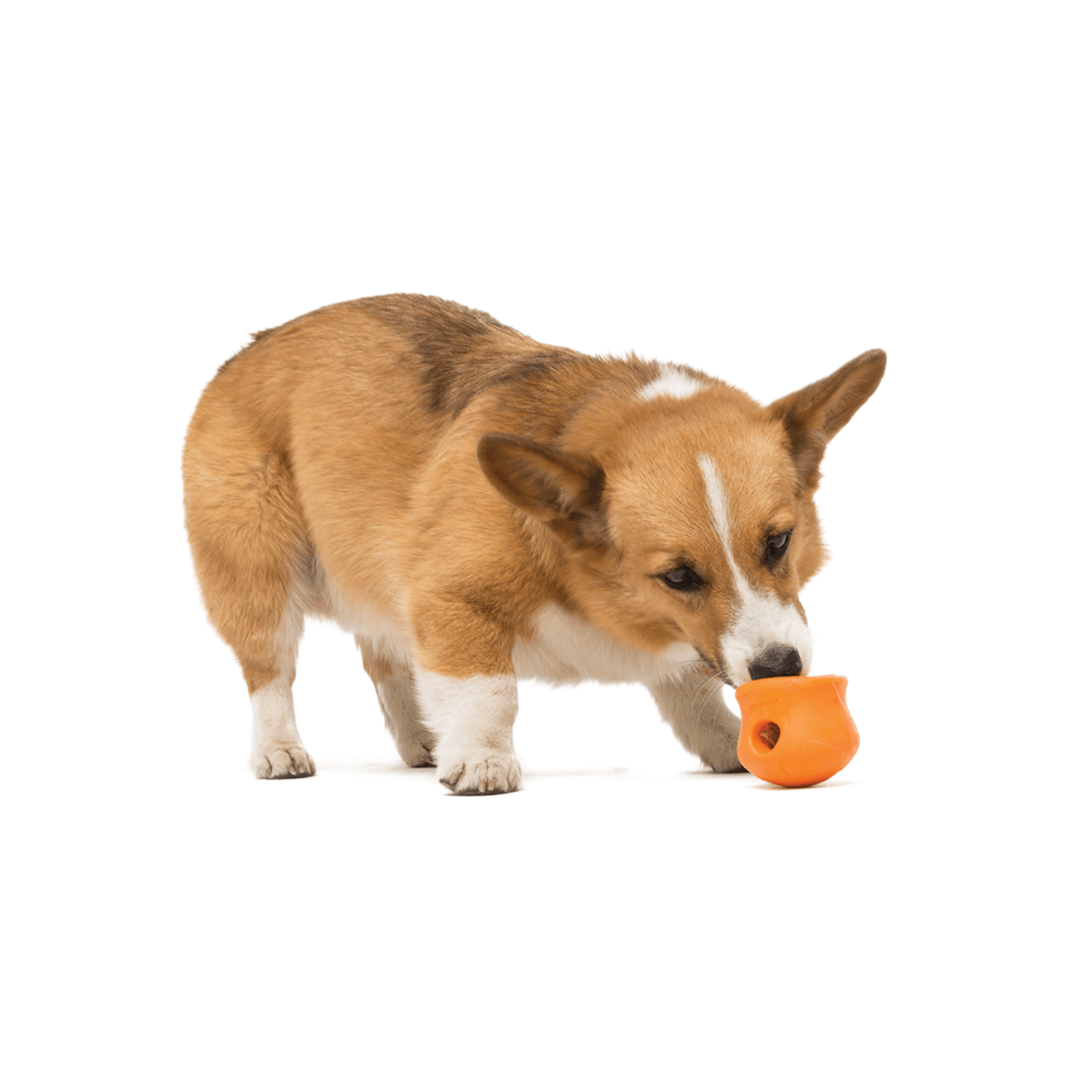 Dog treat dispensing toy, West Paw, interactive dog puzzle, boredom buster