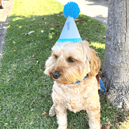 Dog party hat, fashion accessory. Let's Pawty
