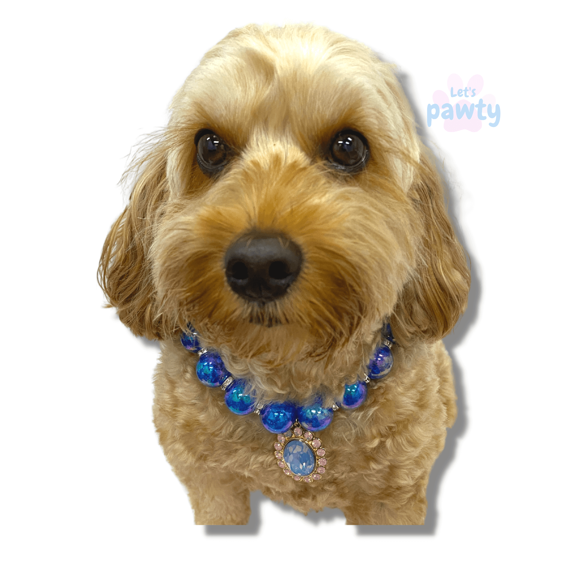 blued beaded dog fashion jewellery, let's pawty