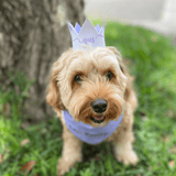 It's My barkday reversible dog bandana, glitter hat dog crown, handmade let's pawty