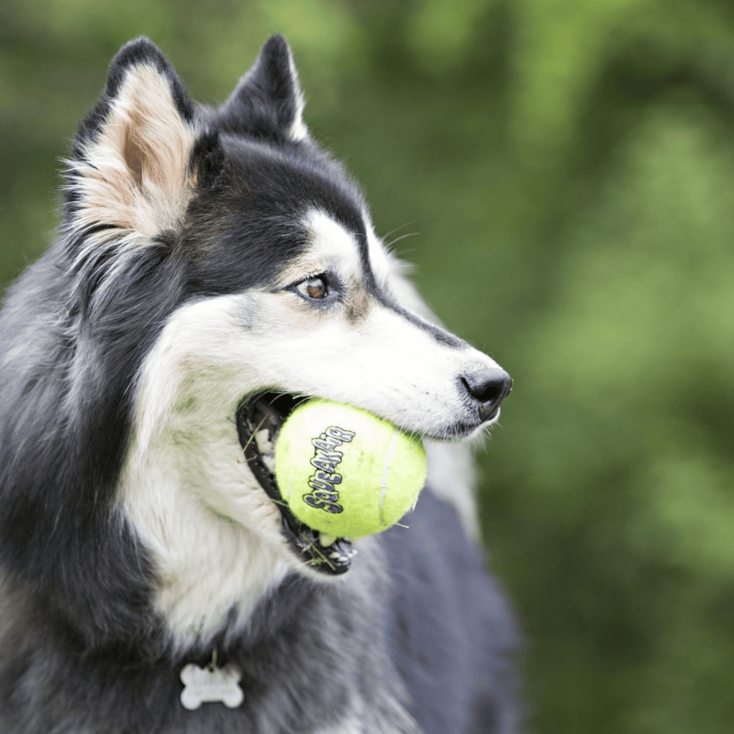 KONG SqueakAir Ball 6 pack- Medium