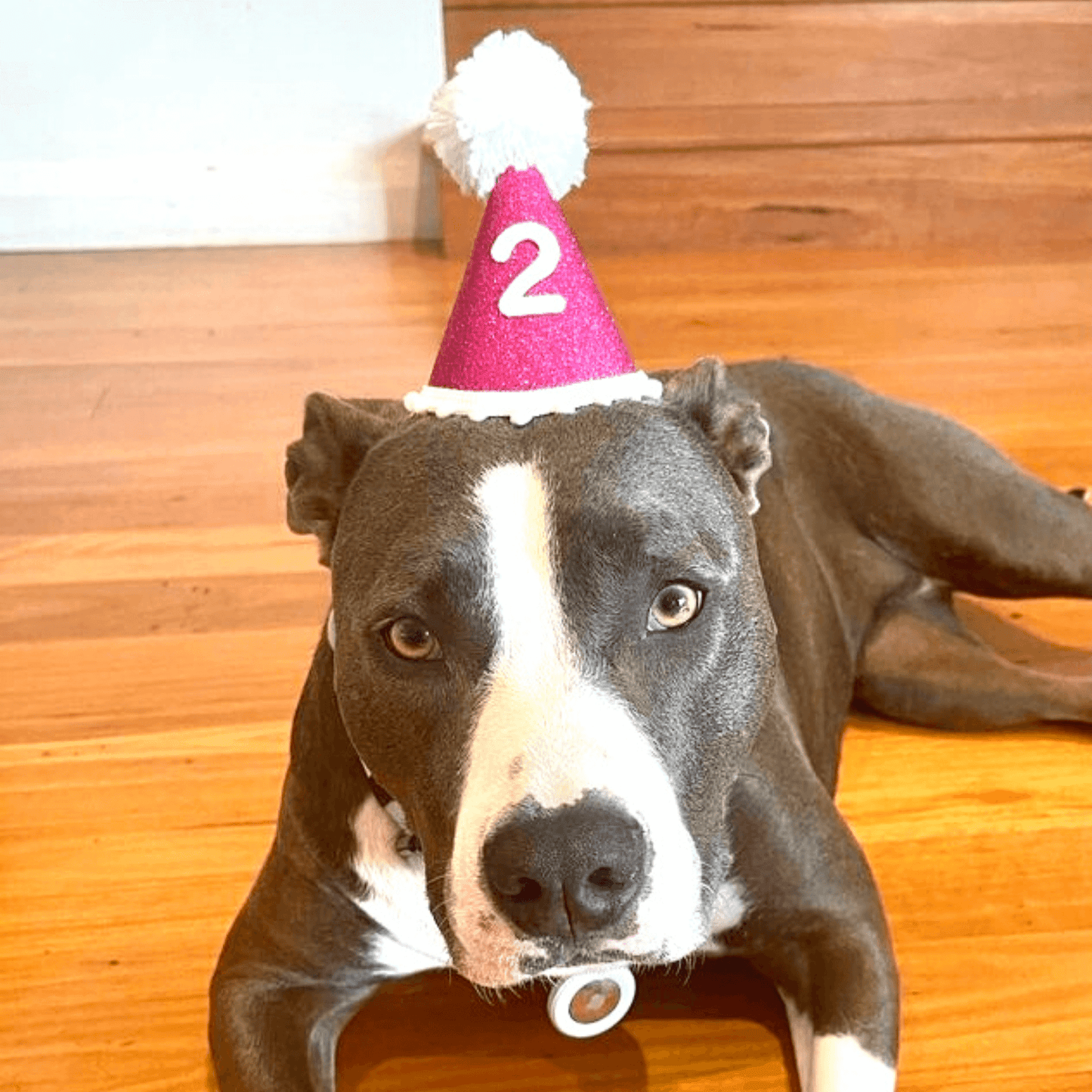 handmade Dog party birthday hat, let's pawty