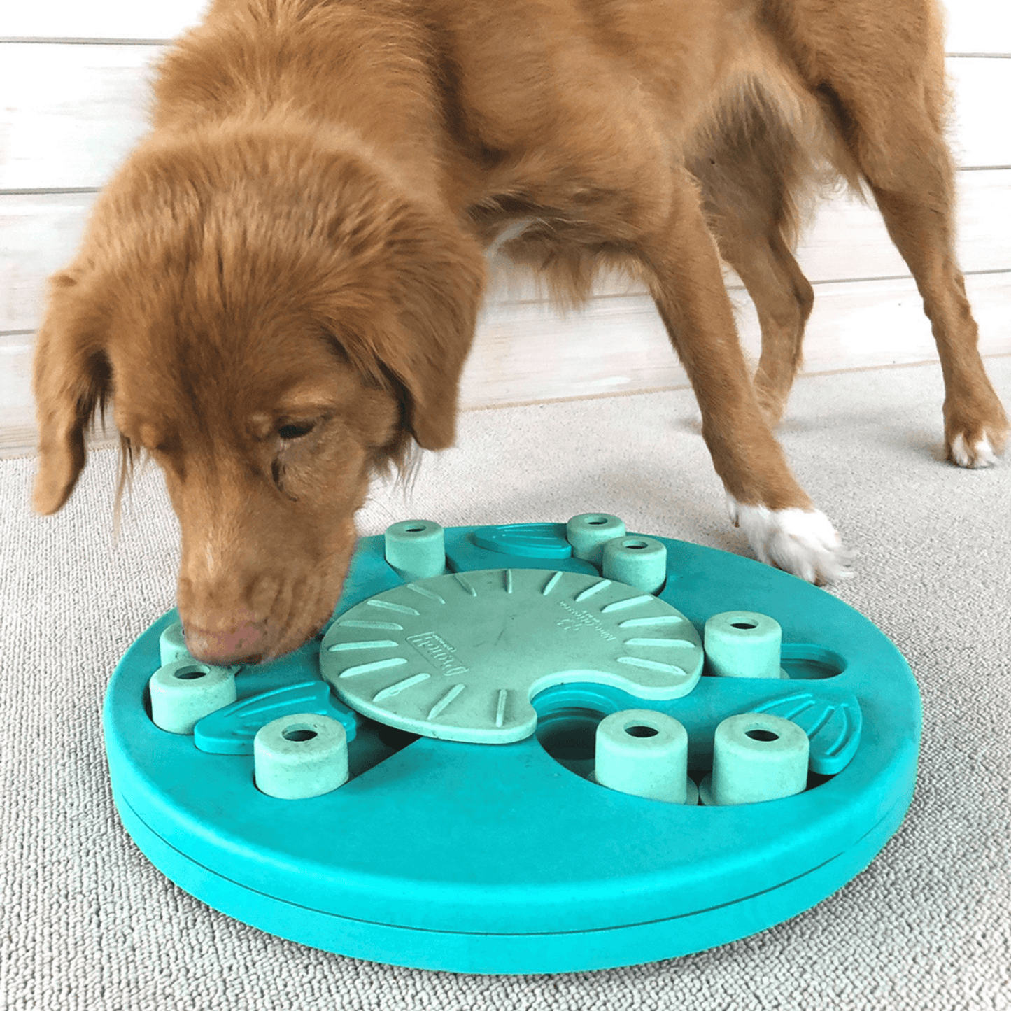 Interactive dog puzzle, Nina Ottosson, dog worker level 3