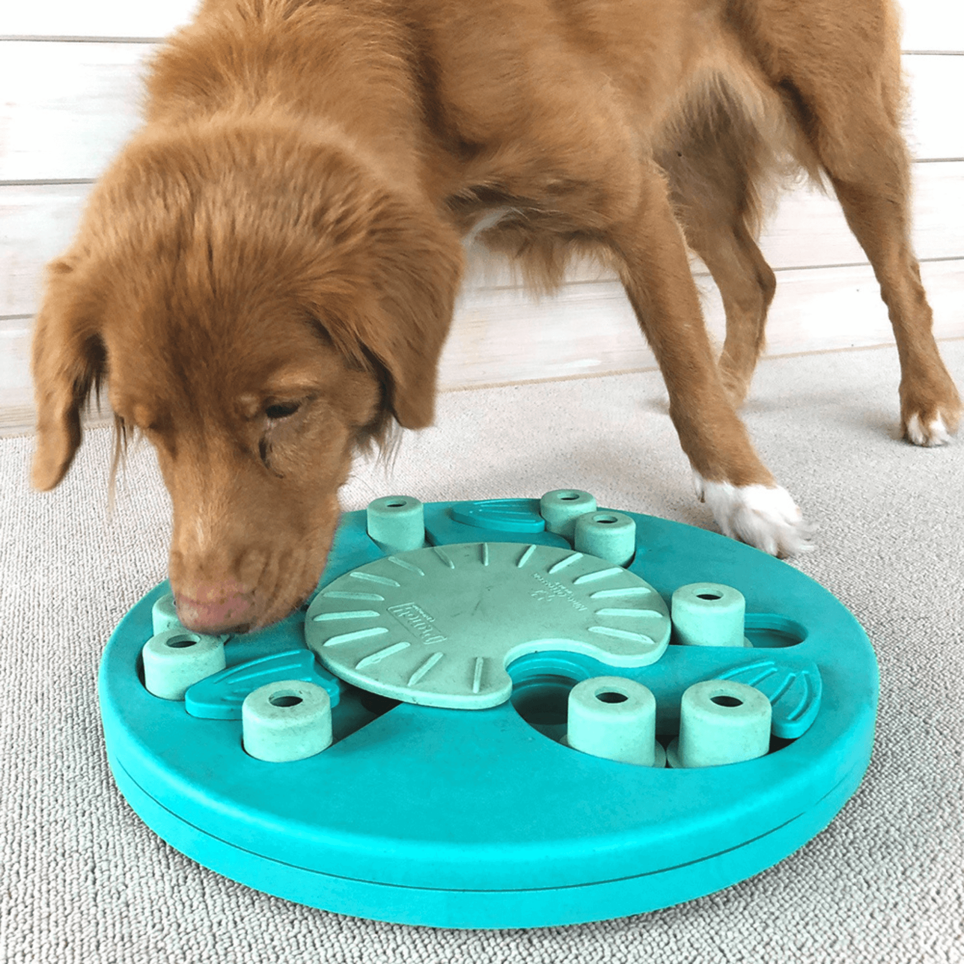https://letspawty.au/cdn/shop/products/dog-worker-interactive-dog-puzzle-nina-ottosson-let_s-pawty-13.png?v=1640143854&width=1946