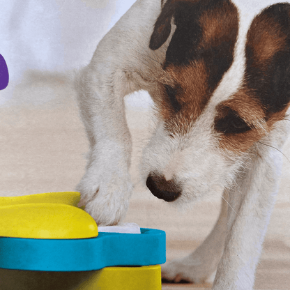 interactive dog toy for your fur babies Let's Pawty Sydney