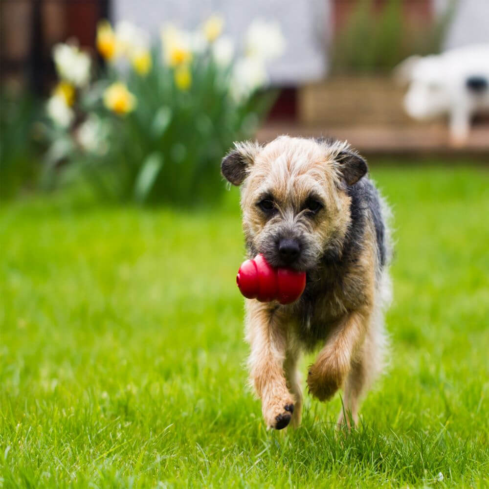 KONG Classic Red Medium for Dogs