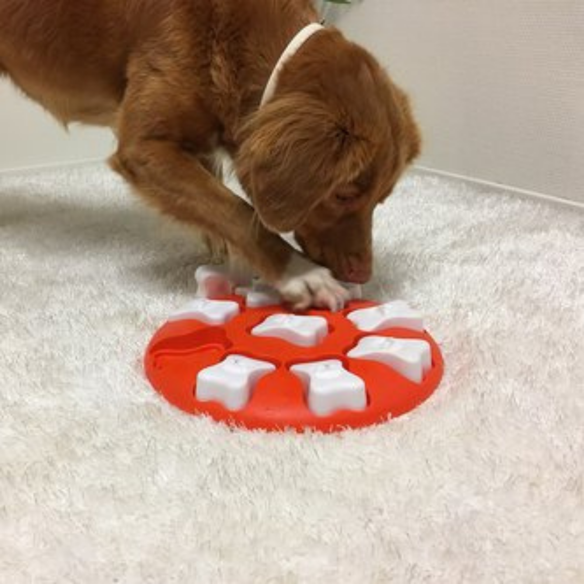 interactive dog toy for your fur babies Let's Pawty Sydney