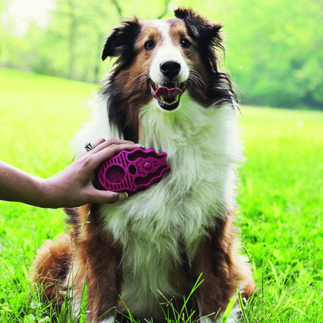 kong zoomgroom raspberry in pink Let's Pawty Sydney